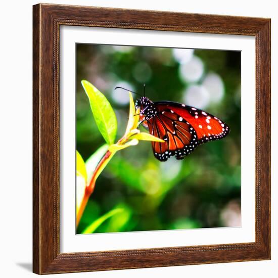 Resting Butterfly IV-Alan Hausenflock-Framed Photo