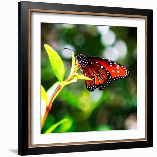 Resting Butterfly IV-Alan Hausenflock-Framed Photo