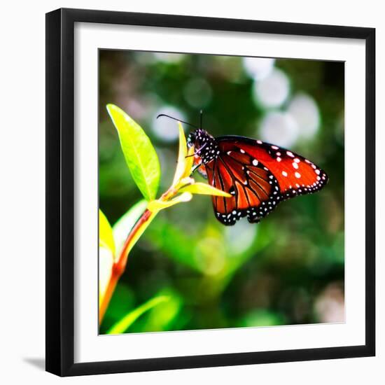 Resting Butterfly IV-Alan Hausenflock-Framed Photo