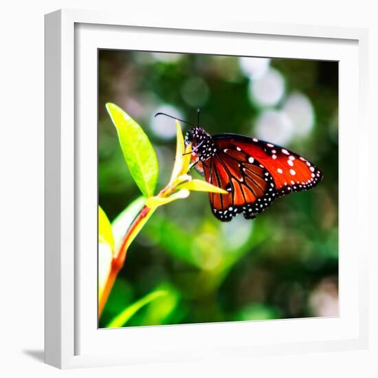 Resting Butterfly IV-Alan Hausenflock-Framed Photo