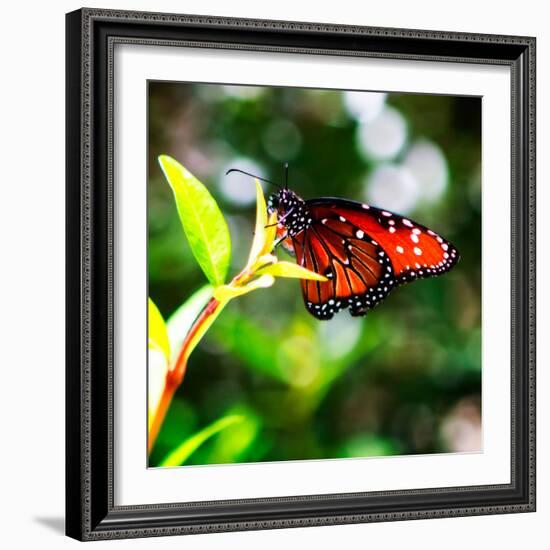 Resting Butterfly IV-Alan Hausenflock-Framed Photo