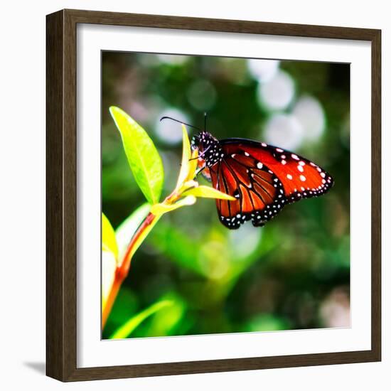 Resting Butterfly IV-Alan Hausenflock-Framed Photographic Print