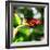 Resting Butterfly IV-Alan Hausenflock-Framed Photographic Print