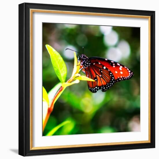 Resting Butterfly IV-Alan Hausenflock-Framed Photographic Print