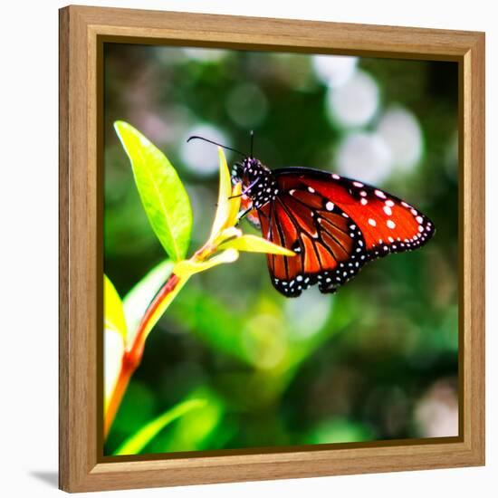 Resting Butterfly IV-Alan Hausenflock-Framed Stretched Canvas