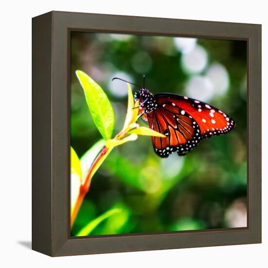 Resting Butterfly IV-Alan Hausenflock-Framed Stretched Canvas