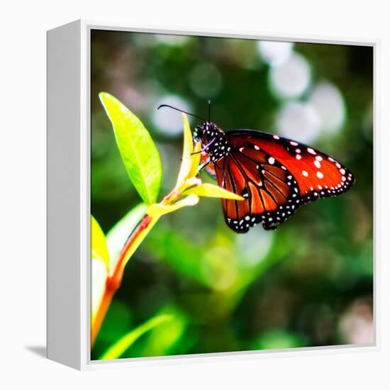 Resting Butterfly IV-Alan Hausenflock-Framed Stretched Canvas