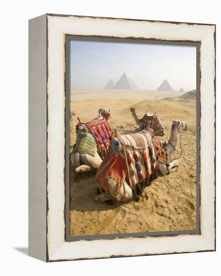 Resting Camels Gaze Across the Desert Sands of Giza, Cairo, Egypt-Dave Bartruff-Framed Premier Image Canvas