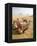 Resting Camels Gaze Across the Desert Sands of Giza, Cairo, Egypt-Dave Bartruff-Framed Premier Image Canvas