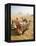 Resting Camels Gaze Across the Desert Sands of Giza, Cairo, Egypt-Dave Bartruff-Framed Premier Image Canvas