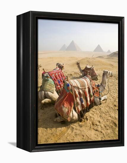 Resting Camels Gaze Across the Desert Sands of Giza, Cairo, Egypt-Dave Bartruff-Framed Premier Image Canvas