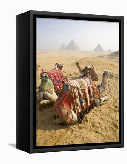 Resting Camels Gaze Across the Desert Sands of Giza, Cairo, Egypt-Dave Bartruff-Framed Premier Image Canvas