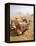 Resting Camels Gaze Across the Desert Sands of Giza, Cairo, Egypt-Dave Bartruff-Framed Premier Image Canvas