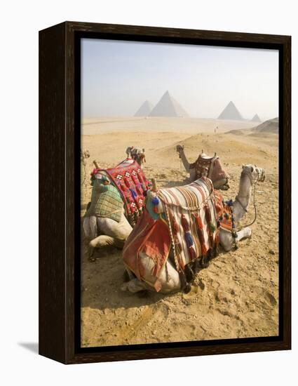 Resting Camels Gaze Across the Desert Sands of Giza, Cairo, Egypt-Dave Bartruff-Framed Premier Image Canvas