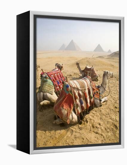 Resting Camels Gaze Across the Desert Sands of Giza, Cairo, Egypt-Dave Bartruff-Framed Premier Image Canvas