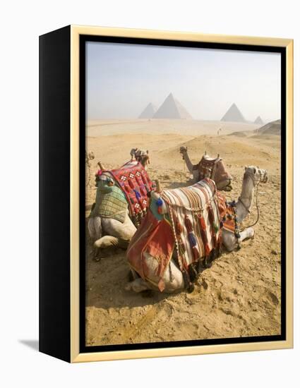 Resting Camels Gaze Across the Desert Sands of Giza, Cairo, Egypt-Dave Bartruff-Framed Premier Image Canvas