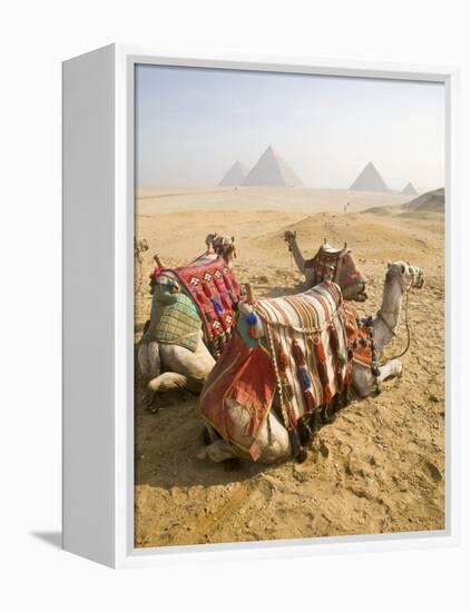 Resting Camels Gaze Across the Desert Sands of Giza, Cairo, Egypt-Dave Bartruff-Framed Premier Image Canvas