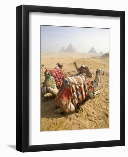 Resting Camels Gaze Across the Desert Sands of Giza, Cairo, Egypt-Dave Bartruff-Framed Photographic Print