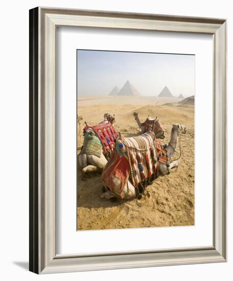 Resting Camels Gaze Across the Desert Sands of Giza, Cairo, Egypt-Dave Bartruff-Framed Photographic Print