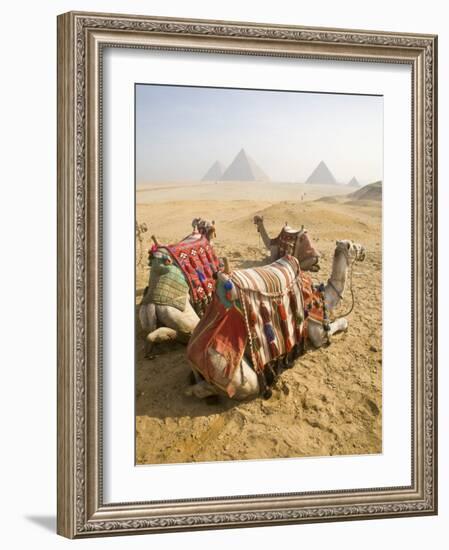 Resting Camels Gaze Across the Desert Sands of Giza, Cairo, Egypt-Dave Bartruff-Framed Photographic Print