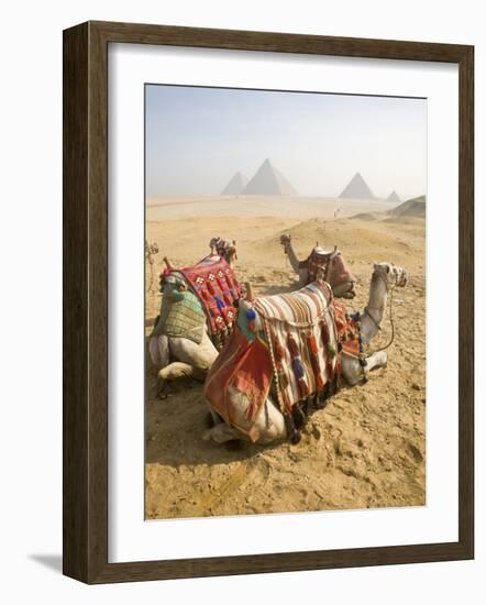 Resting Camels Gaze Across the Desert Sands of Giza, Cairo, Egypt-Dave Bartruff-Framed Photographic Print