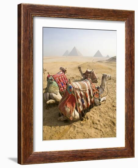 Resting Camels Gaze Across the Desert Sands of Giza, Cairo, Egypt-Dave Bartruff-Framed Photographic Print