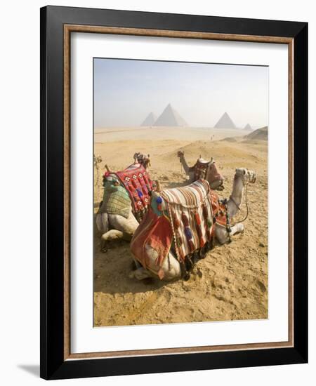 Resting Camels Gaze Across the Desert Sands of Giza, Cairo, Egypt-Dave Bartruff-Framed Photographic Print