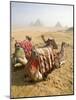 Resting Camels Gaze Across the Desert Sands of Giza, Cairo, Egypt-Dave Bartruff-Mounted Photographic Print