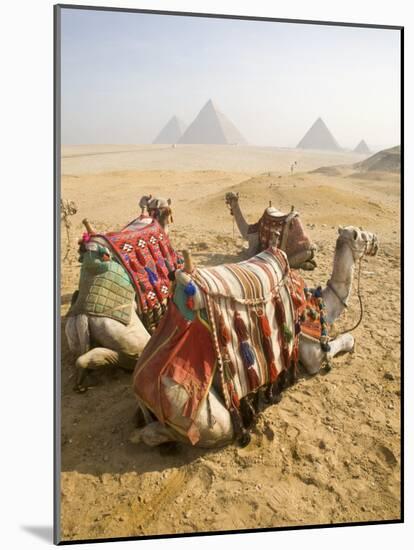 Resting Camels Gaze Across the Desert Sands of Giza, Cairo, Egypt-Dave Bartruff-Mounted Photographic Print