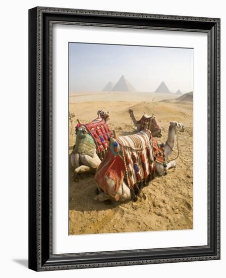 Resting Camels Gaze Across the Desert Sands of Giza, Cairo, Egypt-Dave Bartruff-Framed Photographic Print