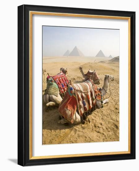 Resting Camels Gaze Across the Desert Sands of Giza, Cairo, Egypt-Dave Bartruff-Framed Photographic Print