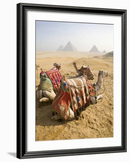 Resting Camels Gaze Across the Desert Sands of Giza, Cairo, Egypt-Dave Bartruff-Framed Photographic Print