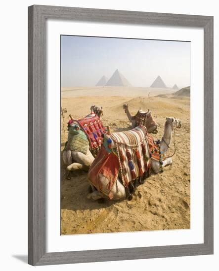 Resting Camels Gaze Across the Desert Sands of Giza, Cairo, Egypt-Dave Bartruff-Framed Photographic Print