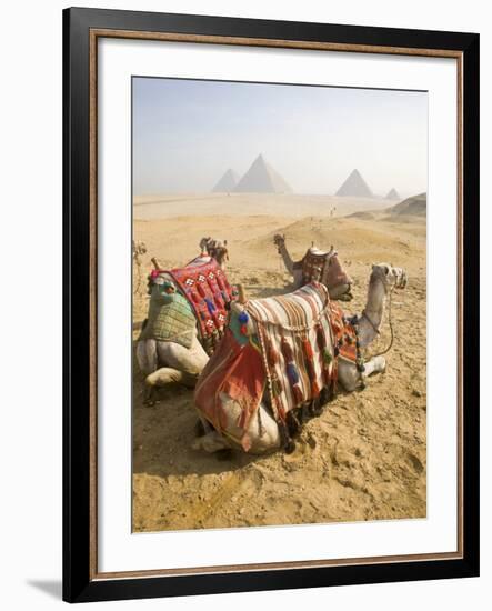 Resting Camels Gaze Across the Desert Sands of Giza, Cairo, Egypt-Dave Bartruff-Framed Photographic Print