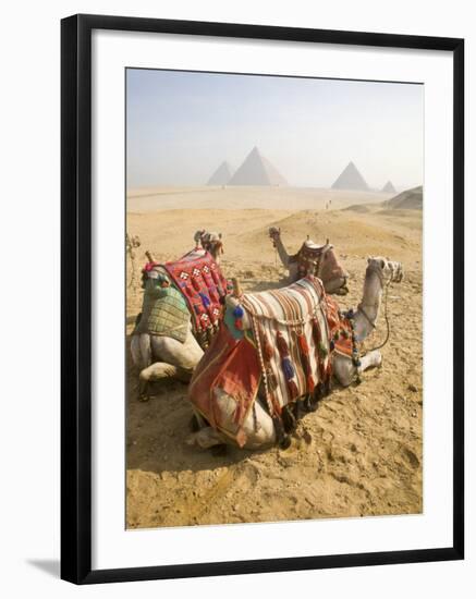 Resting Camels Gaze Across the Desert Sands of Giza, Cairo, Egypt-Dave Bartruff-Framed Photographic Print