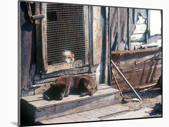 Resting Dog in Yanrakinnot, Providenia District-Daisy Gilardini-Mounted Photographic Print