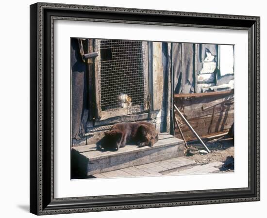 Resting Dog in Yanrakinnot, Providenia District-Daisy Gilardini-Framed Photographic Print