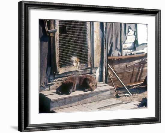 Resting Dog in Yanrakinnot, Providenia District-Daisy Gilardini-Framed Photographic Print