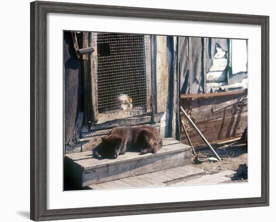 Resting Dog in Yanrakinnot, Providenia District-Daisy Gilardini-Framed Photographic Print