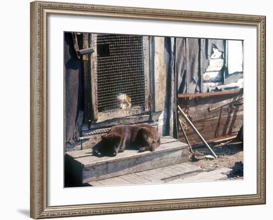 Resting Dog in Yanrakinnot, Providenia District-Daisy Gilardini-Framed Photographic Print