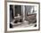 Resting Dog in Yanrakinnot, Providenia District-Daisy Gilardini-Framed Photographic Print