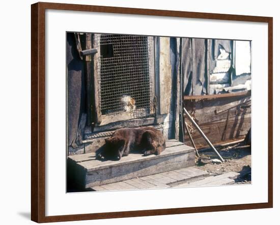 Resting Dog in Yanrakinnot, Providenia District-Daisy Gilardini-Framed Photographic Print
