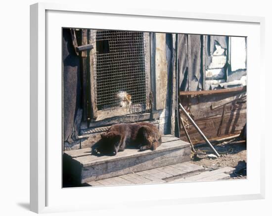 Resting Dog in Yanrakinnot, Providenia District-Daisy Gilardini-Framed Photographic Print