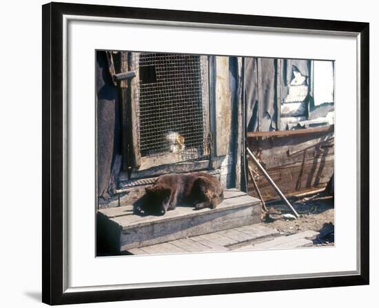 Resting Dog in Yanrakinnot, Providenia District-Daisy Gilardini-Framed Photographic Print