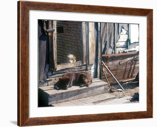 Resting Dog in Yanrakinnot, Providenia District-Daisy Gilardini-Framed Photographic Print