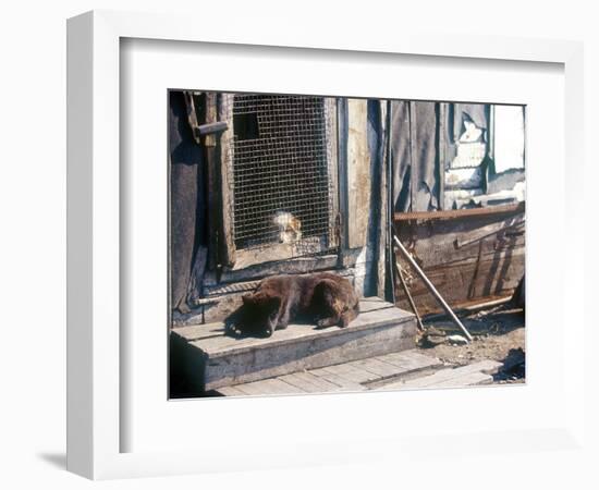 Resting Dog in Yanrakinnot, Providenia District-Daisy Gilardini-Framed Photographic Print