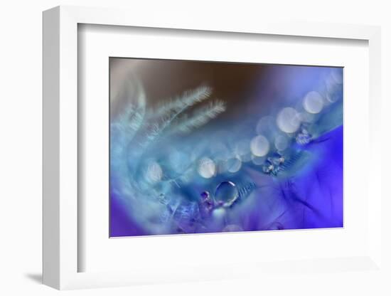 Resting drops-Heidi Westum-Framed Photographic Print