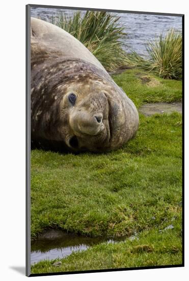 Resting Elephant seal. Grytviken. South Georgia Islands.-Tom Norring-Mounted Photographic Print