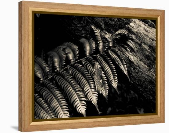 Resting Fern-Andrew Geiger-Framed Premier Image Canvas