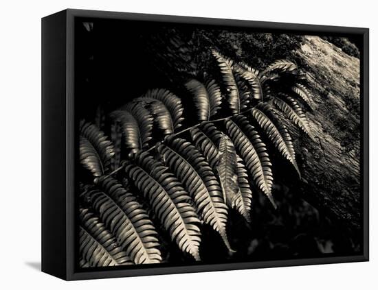 Resting Fern-Andrew Geiger-Framed Premier Image Canvas